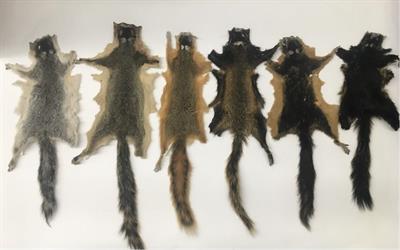 Ecological Drivers of Eastern Fox <mark class="highlighted">Squirrel</mark> Pelage Polymorphism